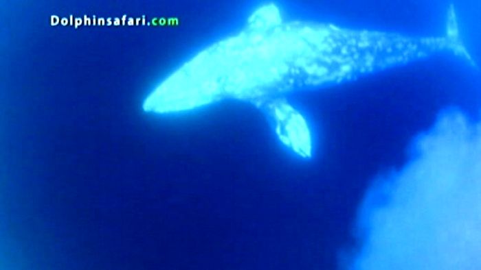 Dramatic Whale Rescue Caught On Camera Ksl Com